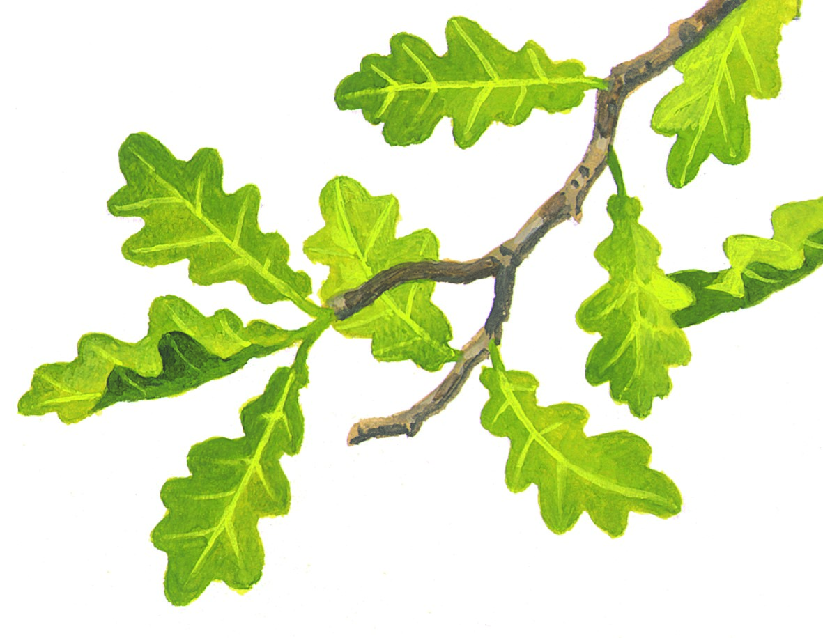 Naturmaler