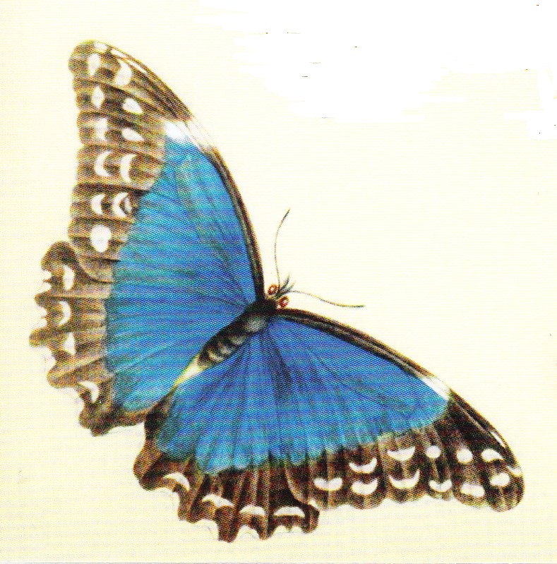 schmetterlinge_0003.jpg